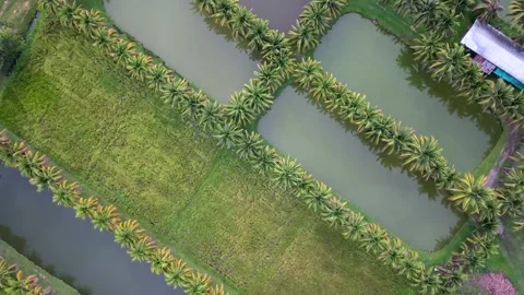Aerial top down view of coconut palm trees and fish aquaculture ponds Stock-Footage 335129030