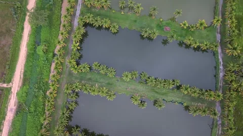 Aerial top down view of coconut palm trees and commercial fish farm ponds Stock-Footage 335129114