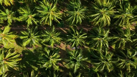 Aerial Top Down View of Coconut Palm Tree Plantation, South India Stock Footage 341003563