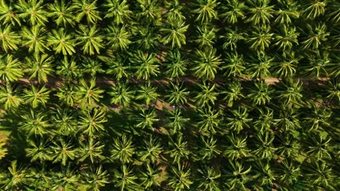 Aerial Top Down View of Coconut Palm Tree Plantation, South India Stock Footage 341003747
