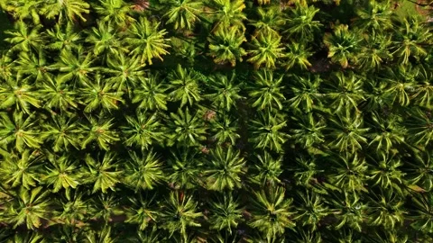 Aerial Top Down View of Coconut Palm Tree Plantation, South India Vidéo 341004204