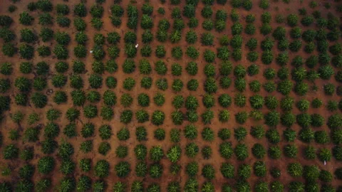 Aerial top down view of coffee tree plantation forming a regular shape Stock Footage 200819521