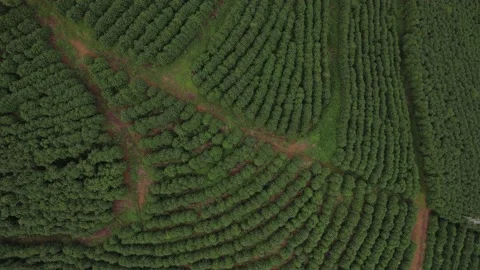 Aerial top down view of a coffee plantations in Minas Gerais, Brazil Stock Footage 229585582
