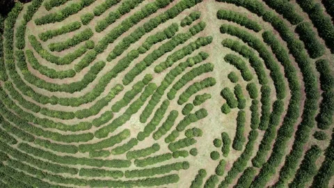 Aerial top down view of a coffee plantations in Minas Gerais, Brazil Stock Footage 229883266