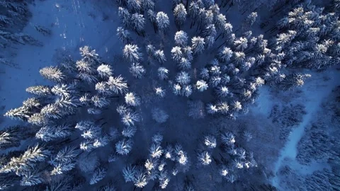 Aerial top down view of cold and frozen winter forest with snow covered trees. Stock Footage 168729800