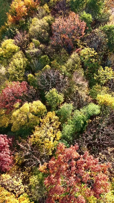 Aerial top down view of colorful autumn forest. Vertical format Stock Footage 320465002