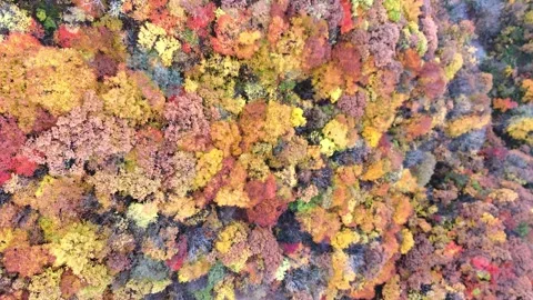 Aerial Top Down View of Colorful Autumn Forest in Fukushima│4K│Drone Stock Footage 329054445