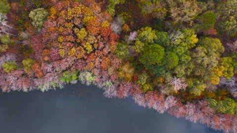 Aerial top down view of colorful autumn forest along Caddo lake in Texas Vidéo 344350829