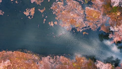 Aerial top down view of colorful autumn moss, plants, trees along Caddo lak.. Stock Footage 344350978