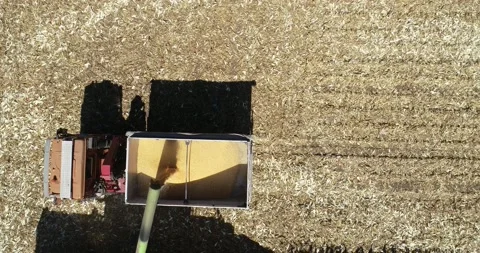 Aerial top down view, combine harvesting loading wheat grains into truck. Stock Footage 179330180
