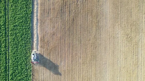 Aerial Top Down View of Combine Harvester in Field The Concept of Agriculture 스톡 동영상 324592262