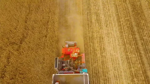 Aerial Top-Down View of Combine Harvester Cutting Golden Wheat Field Stock-Footage 335477052
