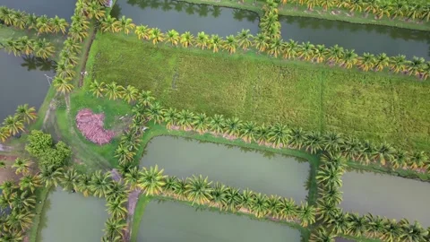 Aerial top down view of commercial fish aquaculture ponds and palm trees Stock Footage 335129108