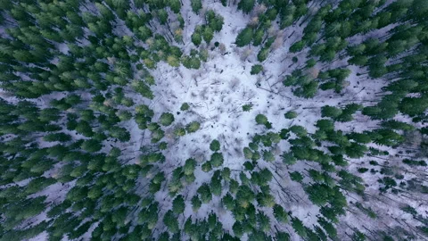 Aerial top down view at coniferous forest, Ukraine, 4k Stock Footage 130345512