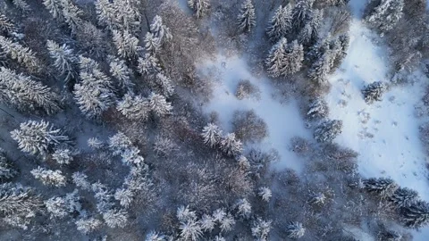 Aerial top down view of coniferous pine snowy trees forest at sunrise birds eye Stock Footage 327594498