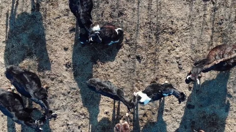 Aerial top-down view of a cows in winter Stock Footage 87889956