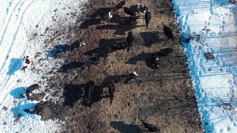 Aerial top-down view of a cows in winter Stock Footage 87889961