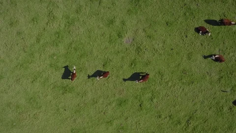 Aerial: top down view of cows on New Zealand farmland Stock Footage 179646812
