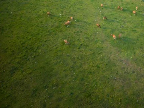 Aerial Top Down View of Cows Grazing in Green Field Pasture Stock Photos