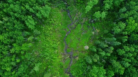 Aerial Top-Down View of a Creek Flowing Through Green Alberta Forest Stock Footage 340859888
