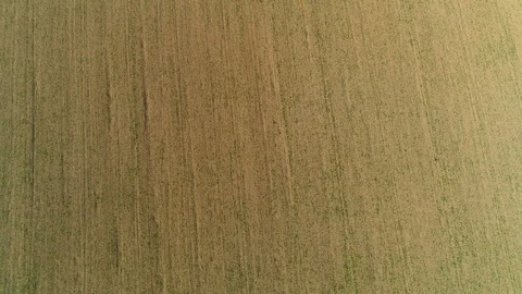 Aerial top down view of cropped agricultural fields. 4K. Stock Footage 113206377