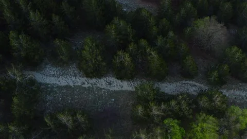 Aerial top down view dark forest in mountains, dusk light Stock Footage 234519928