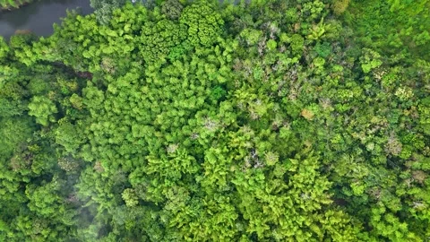 Aerial Top Down View of Dark River Cutting Through Dense Tropical Rainforest 库存影片 335801246