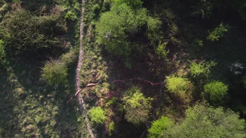 Aerial top-down view of deer herd walking through forest Stock Footage 328191527