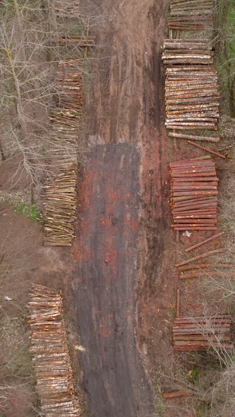 Aerial Top Down View Of Deforestation And Log Piles In Forest Stock Footage 332969347