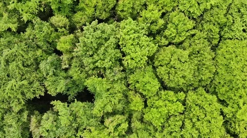 Aerial top to down view of dense green forest Stock Footage 109175446