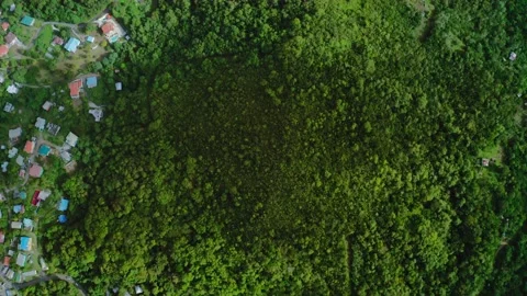 Aerial top-down view of dense green forest and multi-colored roofs (Saint Lucia) Video stock 131986788