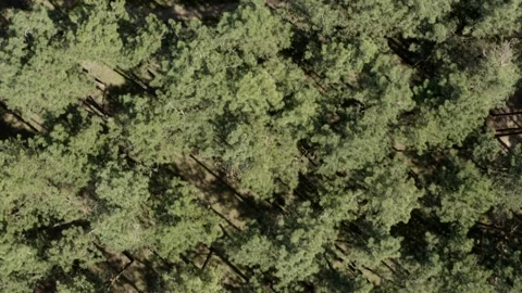 Aerial top down view of a dense green forest Stock Footage 168645030