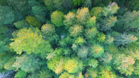 Aerial top-down view of a dense forest with vibrant green and yellow foliage Stock Footage 289257756