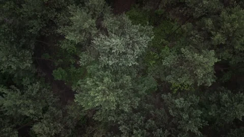Aerial top-down view of dense green forest in summer light Stock Footage 317437421