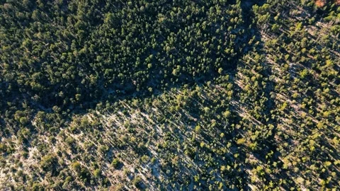Aerial Top Down View of Dense Forest Landscape Stock Footage 325913856