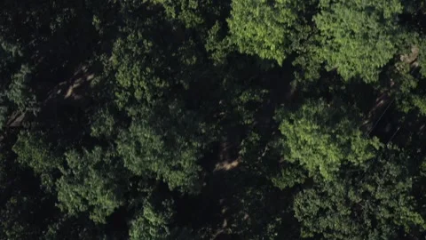 Aerial top down view of dense green trees and forest Stock Footage 327526877