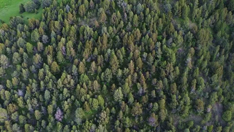 Aerial Top Down View of Dense Green Coniferous Forest Canopy - Copy Space Stock Footage 331991267