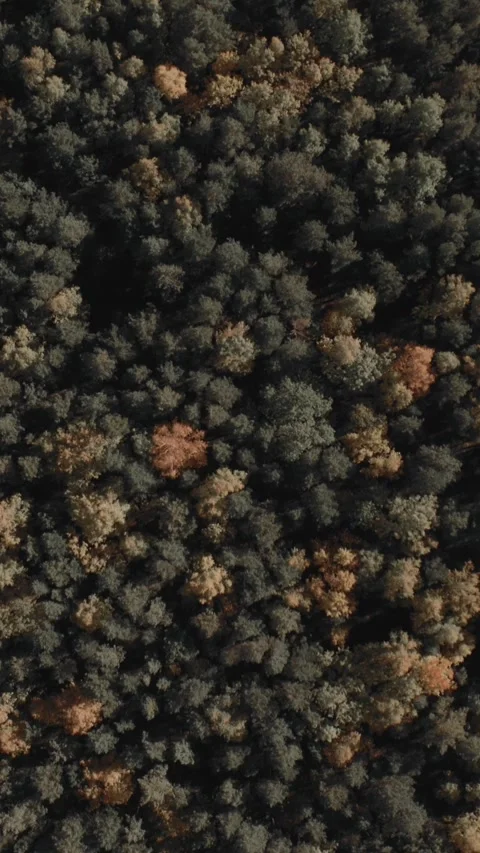 Aerial top down view of dense autumn forest canopy with warm sunlight shadows Video stock 335663666
