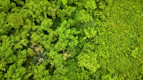 Aerial Top Down View of Dense Tropical Rainforest Canopy Texture Stock-Footage 336486305