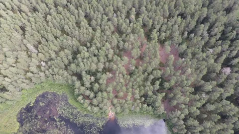 Aerial top-down view of dense forest bordering a lake Stock Footage 338103787