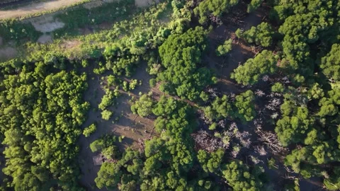 Aerial top down view of a dense green mangrove forest Stock Footage 339780472
