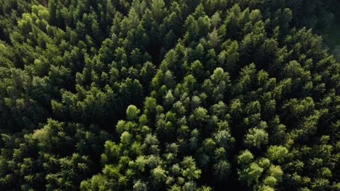 Aerial top down view of dense green conifer forest in summer Stock Footage 340077449