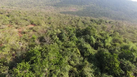 Aerial top-down view of dense green forest canopy and mountain landscape. Stock Footage 343701527