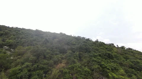 Aerial top-down view of dense green forest canopy and mountain landscape. Stock Footage 343701529