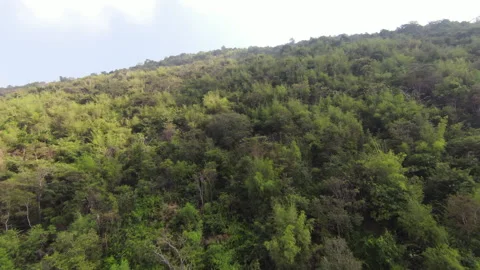 Aerial top-down view of dense green forest canopy and mountain landscape. Stock Footage 343701534