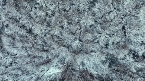 Aerial Top Down View of Dense Cedar Forest Covered in Fresh Winter Snow Video stock 347038115
