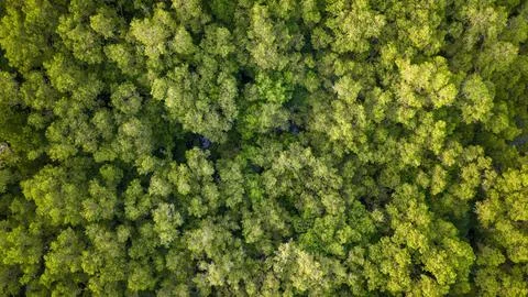 Aerial Top Down View of Dense Green Mangrove Forest Canopy Stockfoto's