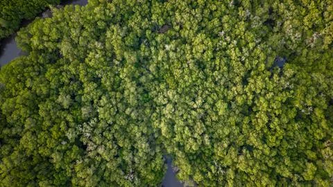 Aerial Top Down View of Dense Green Mangrove Forest and River Foto stock