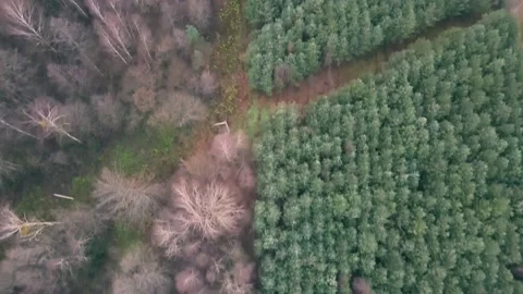Aerial top down view of the devierse forest. Drone is zooming out Stock Footage 170138787
