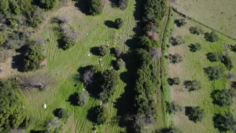 Aerial top down view of divided farmland with fences and rural roads Stock Footage 337458785